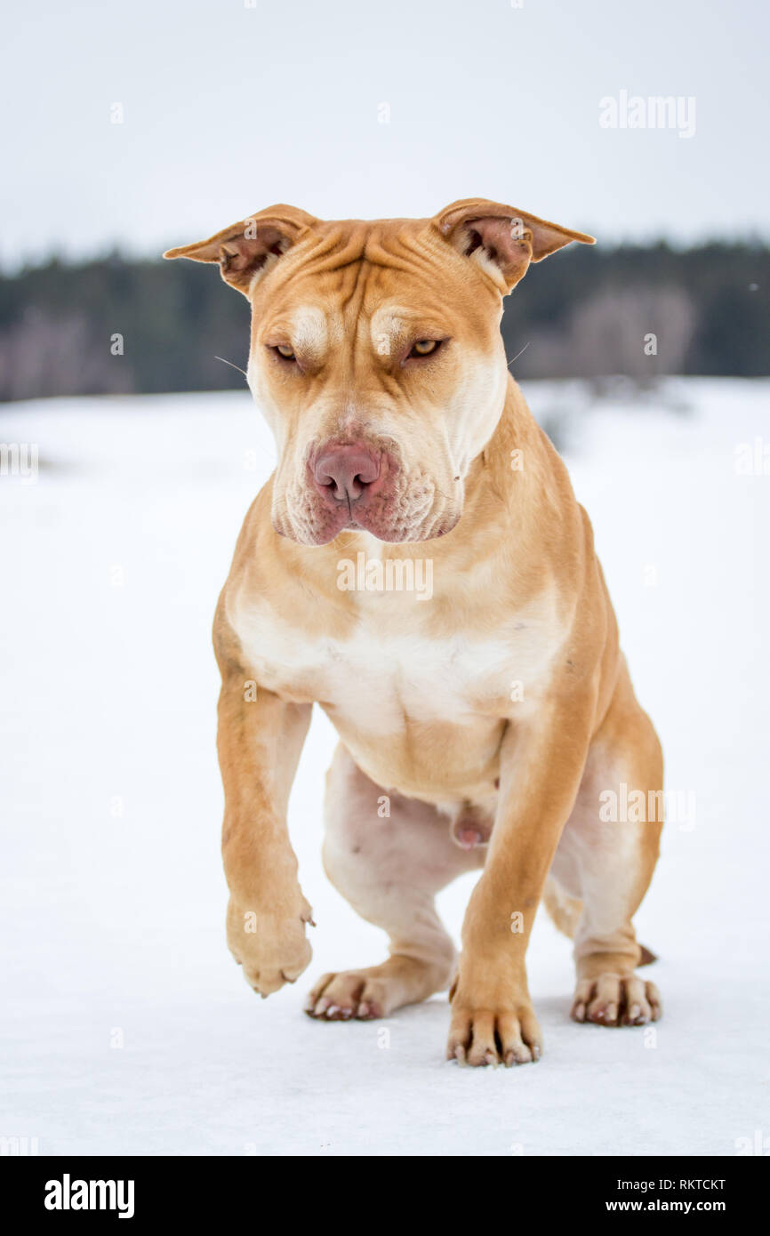 Fosse de travail / American Bulldog Bully portrait Banque D'Images