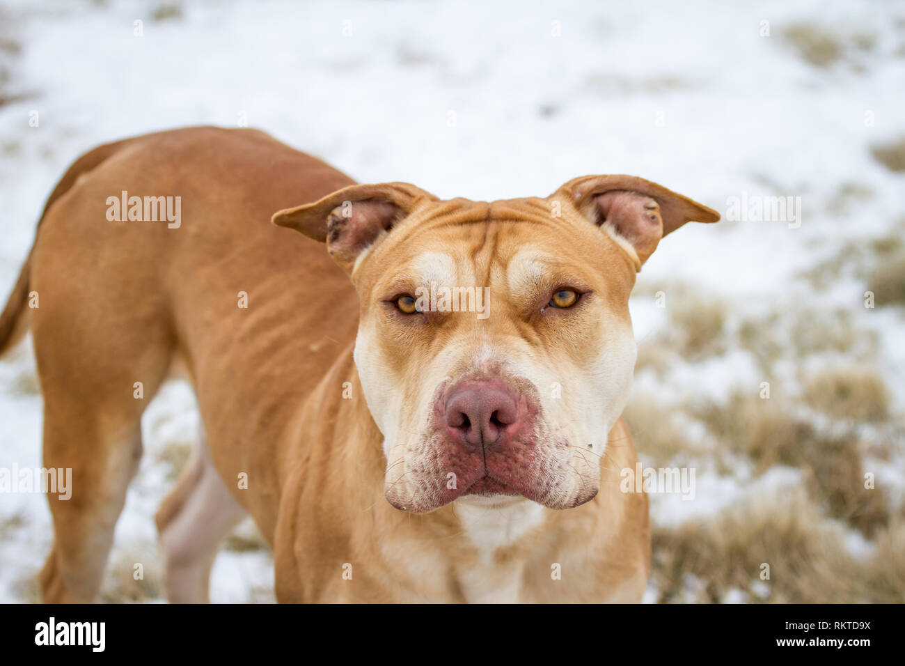 Fosse de travail / American Bulldog Bully portrait Banque D'Images