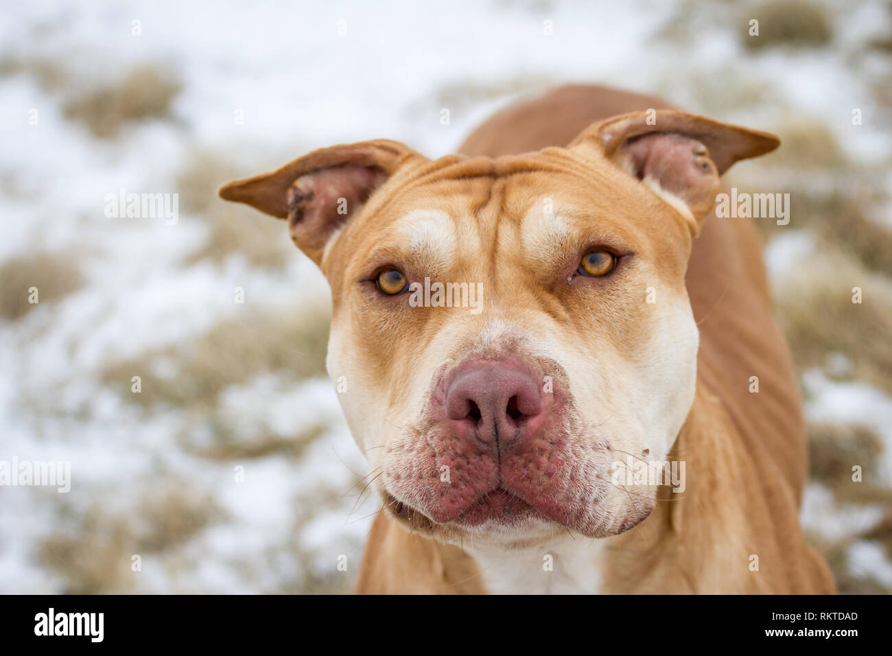 Fosse de travail / American Bulldog Bully portrait Banque D'Images