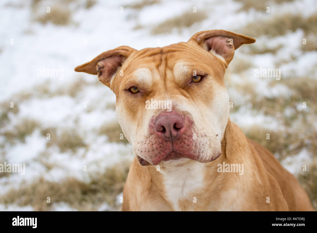 Fosse de travail / American Bulldog Bully portrait Banque D'Images