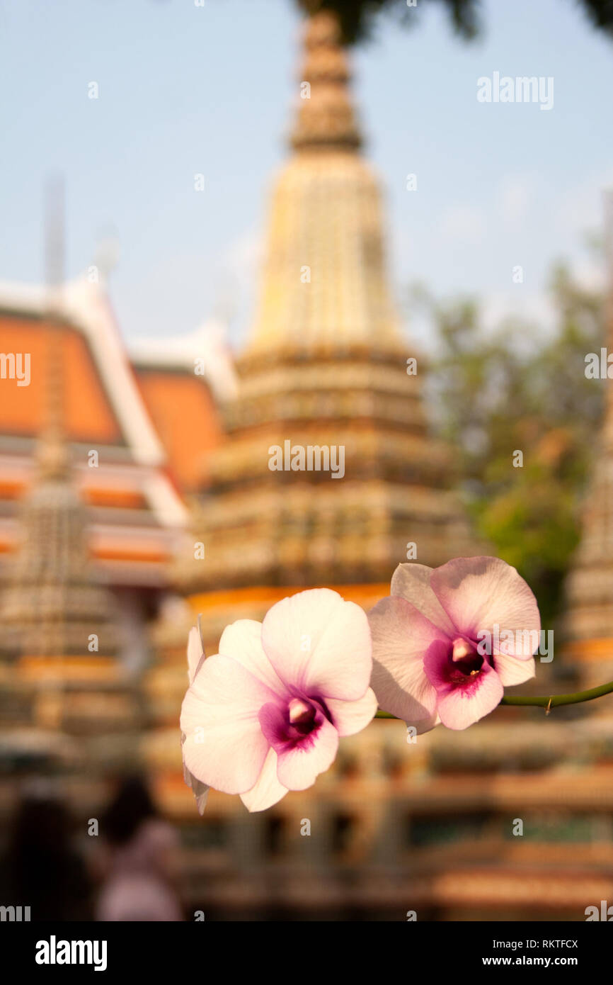 Orchidée en fleurs fleurs en face de Phra Chedi Rai silhouette dans la construction du complexe du temple de Wat Pho à Bangkok, Thaïlande Banque D'Images
