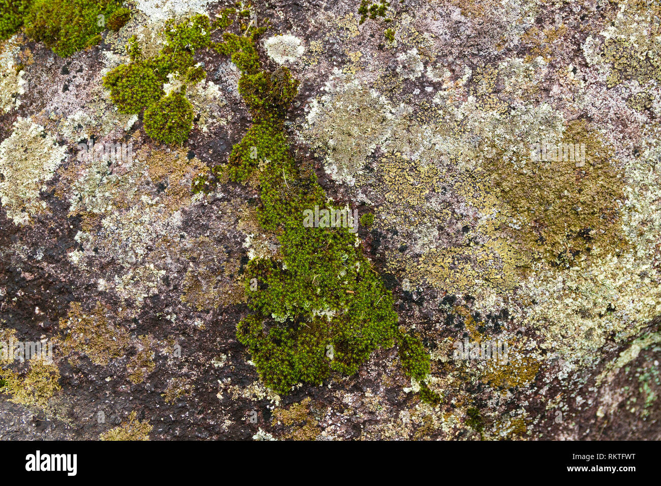 Texture d'une pierre de granit dans la forêt Banque D'Images