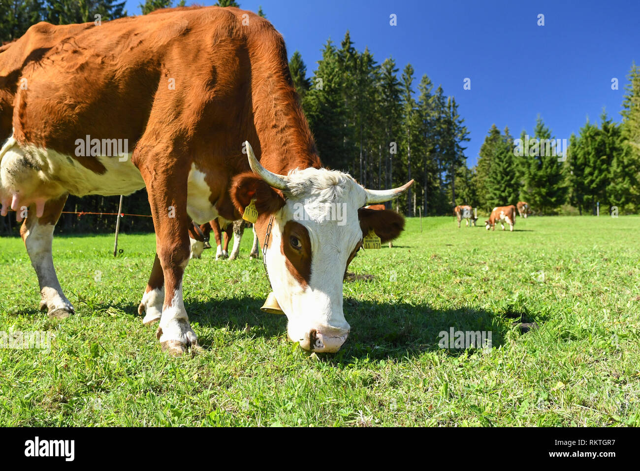 La vache mange de l'herbe Forêt-Noire, Allemagne Banque D'Images