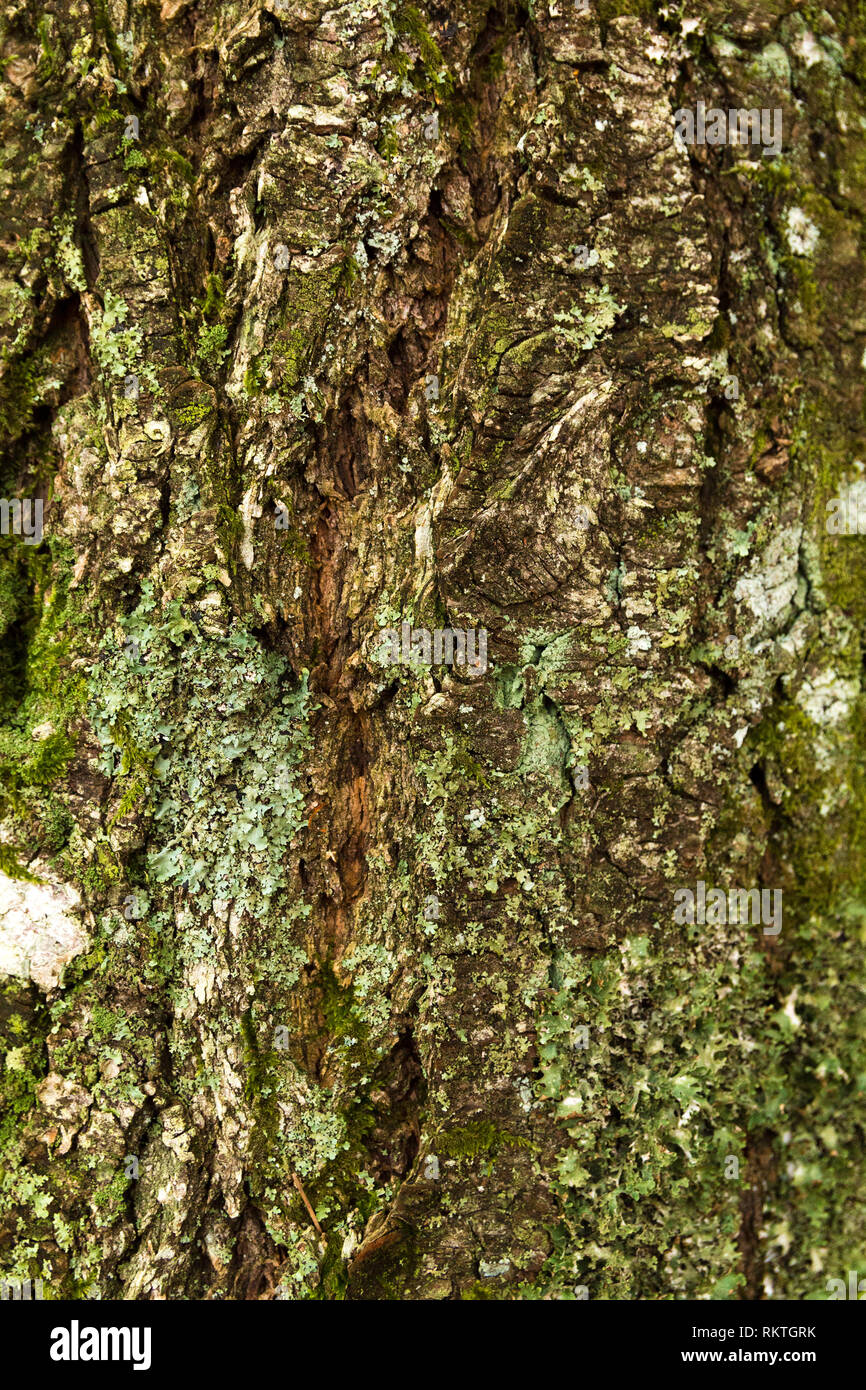 La texture de l'écorce d'un arbre dans la forêt V Banque D'Images