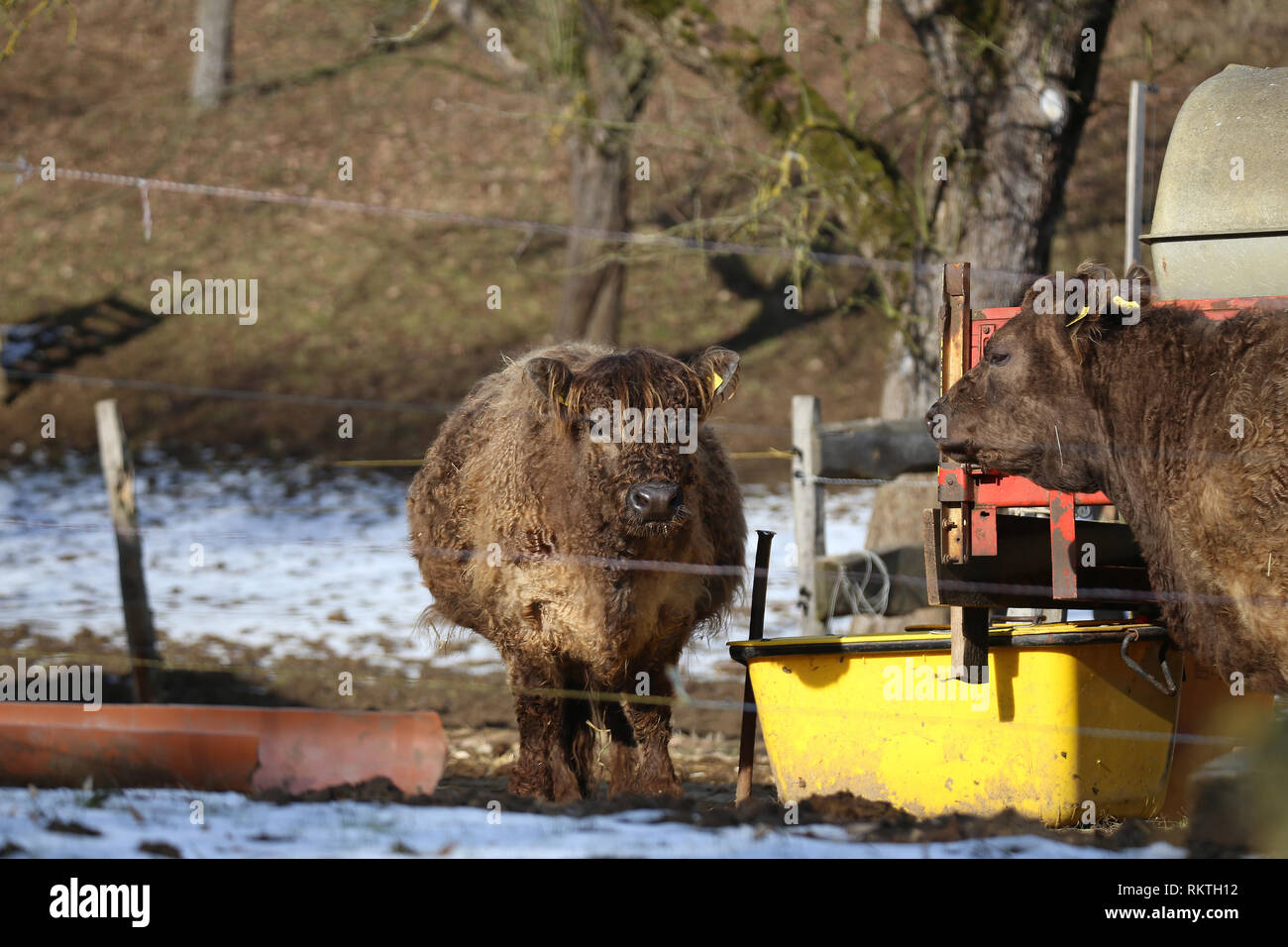 Vache Highland jeunes agriculteurs dans une ferme en hiver. Banque D'Images