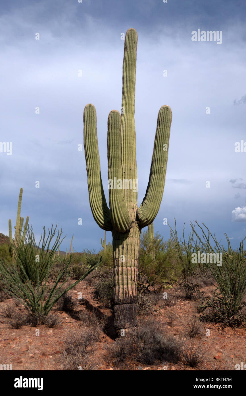 Avis de Saguaro National Park en Arizona, États-Unis d'Amérique. Paysage  américain emblématique avec cactus, arbres, plantes, flore, végétation et  natura Photo Stock - Alamy