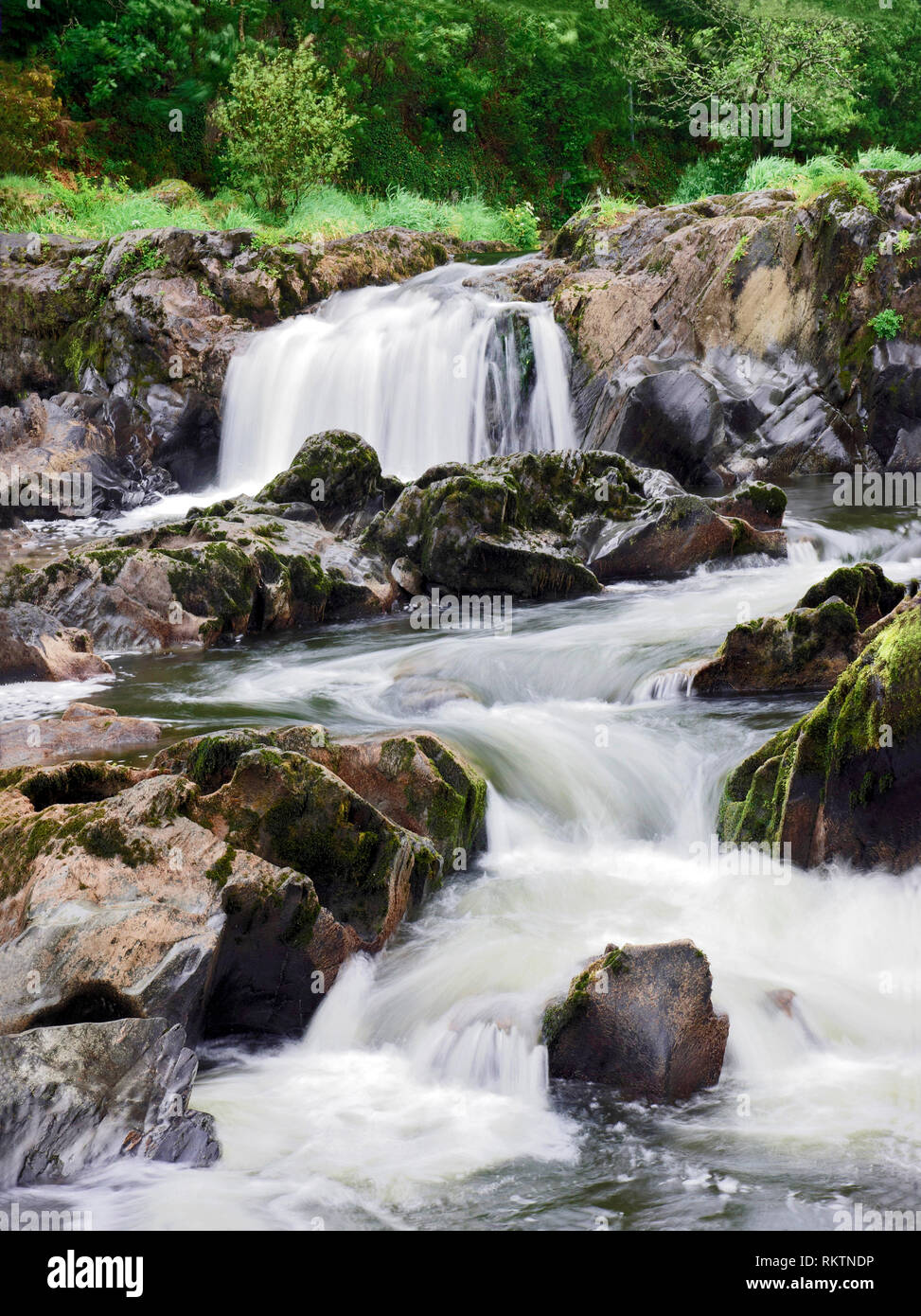 Une vue d'été de le courant rapide de Cenarth Falls dans Carmarthenshire, Pays de Galles du Sud. Banque D'Images