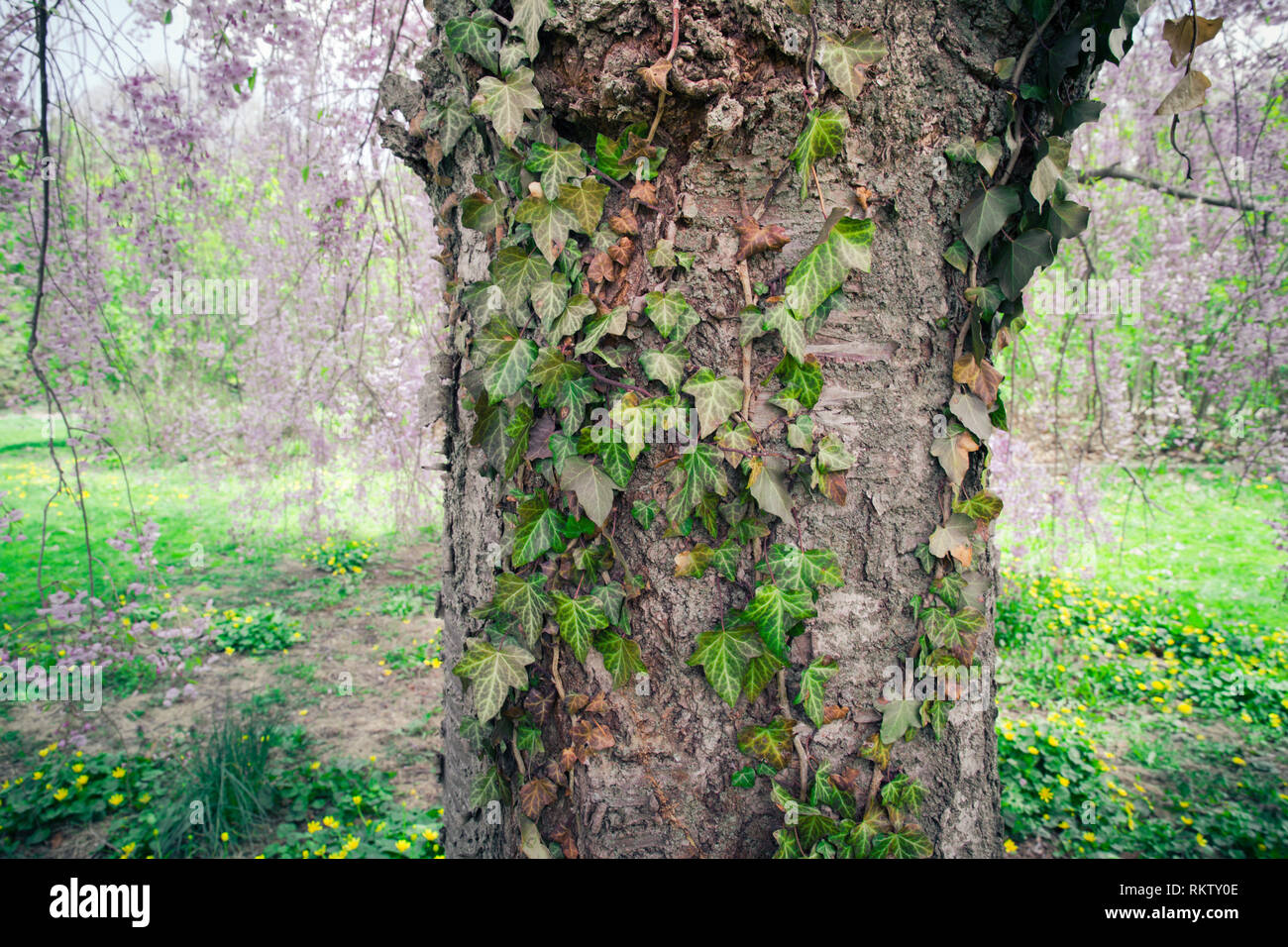 Détail de l'écorce sur le tronc de l'arbre de lierre vigne Banque D'Images