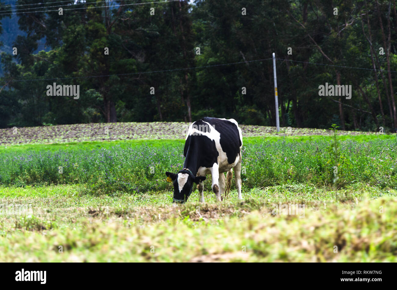 Gros plan de la vache dans un pré de Cusco - Pérou sur une journée de printemps ensoleillée. Banque D'Images