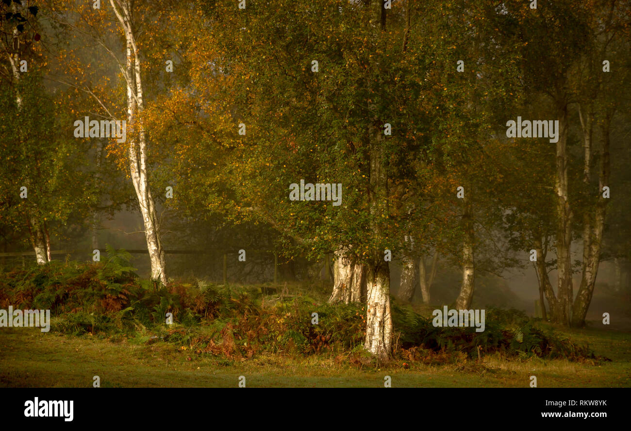 Les troncs de bouleau argenté lumineux brille au milieu des profondeurs des bois. Banque D'Images