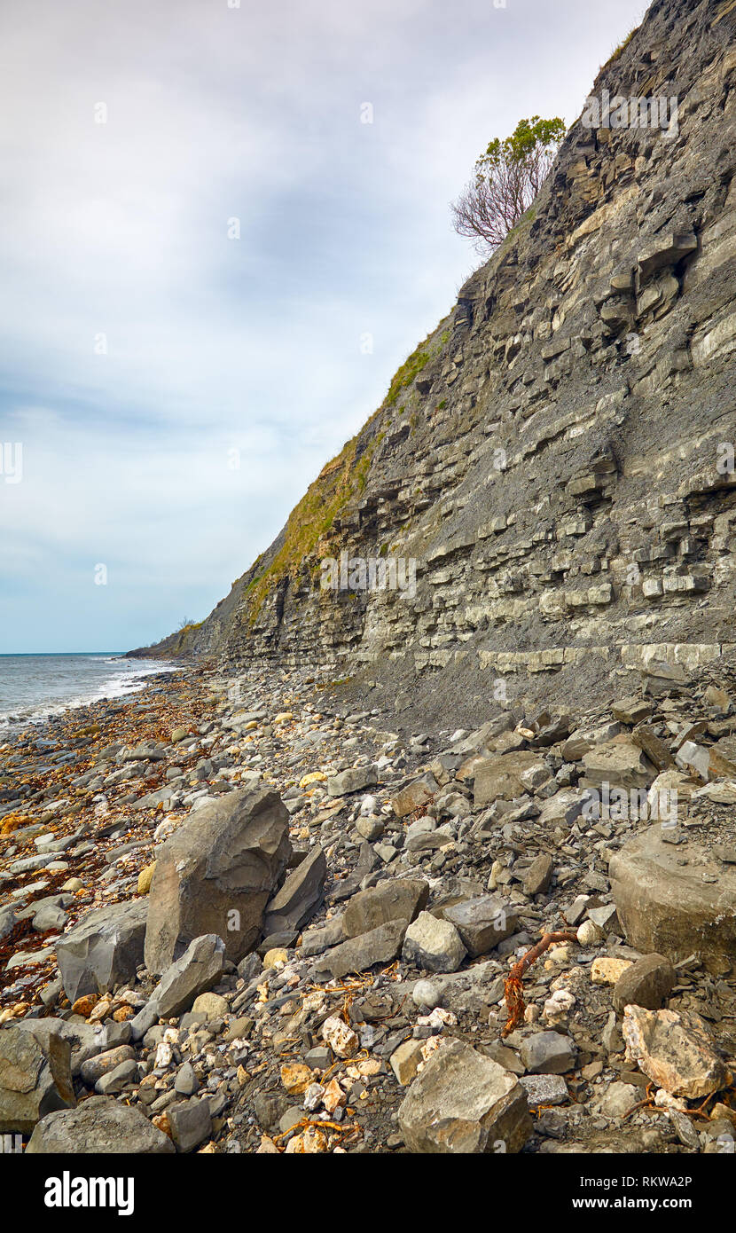 Les calcaires du Lias bleu (à l'âge Sinémurien Hettangien) sur la plage de l'Chippel Monmouth Bay. West Dorset. L'Angleterre Banque D'Images