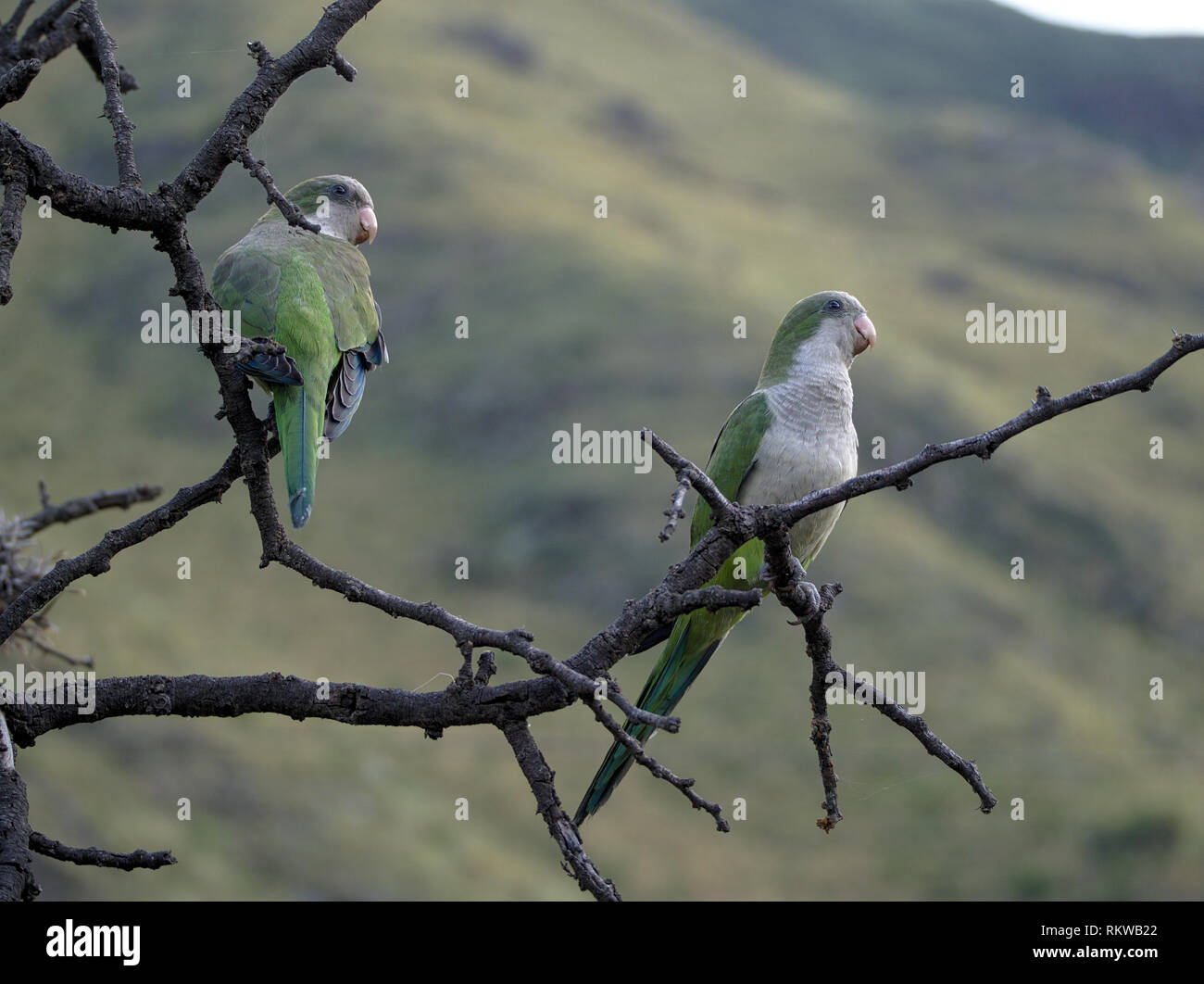 Deux perroquets sur un arbre en Merlo, San Luis, Argentine. Banque D'Images