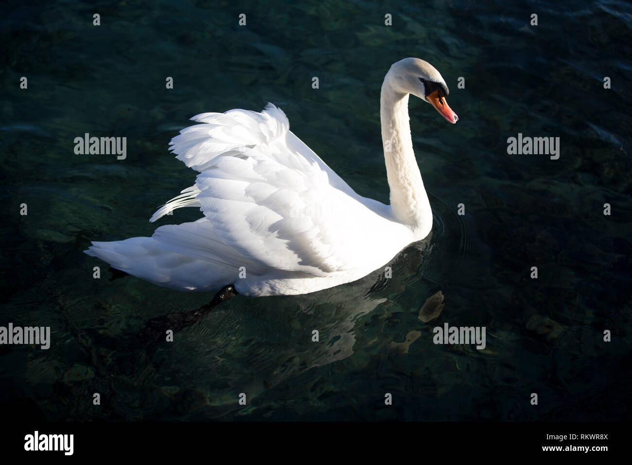 Genève, Suisse. 12 Février, 2019. Un cygne nage dans véranda et jardin botanique de la ville de Genève, Suisse, le 12 février 2019. Selon les prévisions météorologiques locales, la température la plus élevée sera de plus de 10 degrés Celsius dans les prochains jours de cette semaine. Credit : Xu Jinquan/Xinhua/Alamy Live News Banque D'Images