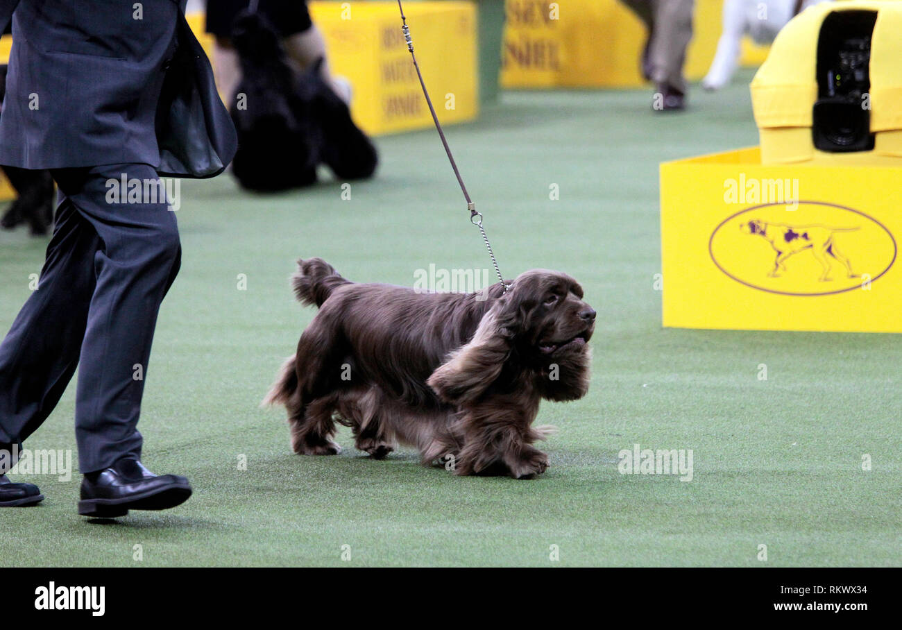 New York, USA. 12 février 2019. Westminster Dog Show - New York, 12 février 2019 : Sussex Spaniel GCH CH Kamand est plein de haricots, ou de haricots pour court, avec son maître après avoir remporté le groupe sportif à la 143e assemblée annuelle Westminster Dog Show, mardi soir au Madison Square Garden de New York. C'était la deuxième année consécutive, il a remporté le groupe. Crédit : Adam Stoltman/Alamy Live News Banque D'Images