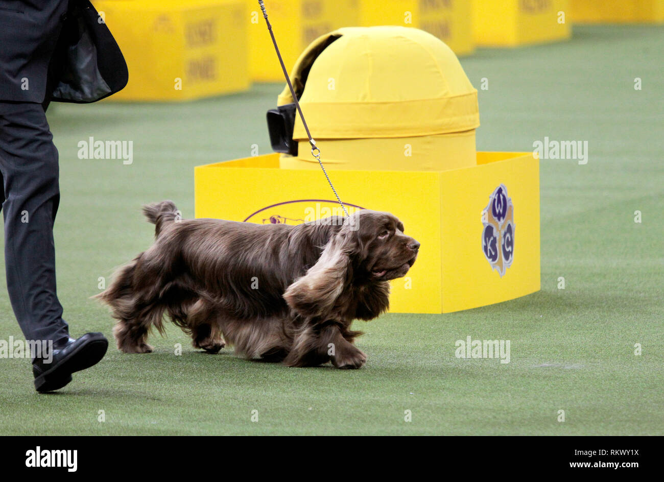 New York, USA. 12 février 2019. Westminster Dog Show - New York, 12 février 2019 : Sussex Spaniel GCH CH Kamand est plein de haricots, ou de haricots pour court, avec son maître après avoir remporté le groupe sportif à la 143e assemblée annuelle Westminster Dog Show, mardi soir au Madison Square Garden de New York. C'était la deuxième année consécutive, il a remporté le groupe. Crédit : Adam Stoltman/Alamy Live News Banque D'Images