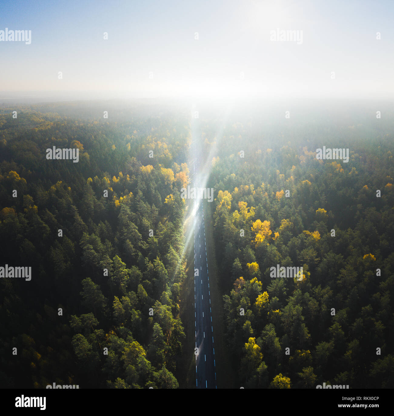 Route à travers la forêt, vue aérienne Banque D'Images