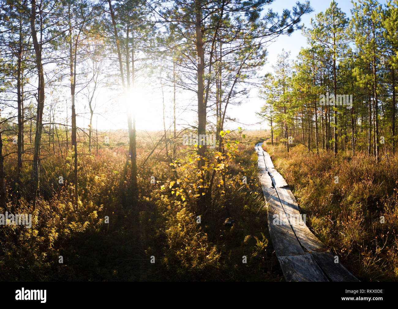 Chemin de bois dans la forêt marécageuse, Coucher du Soleil Banque D'Images