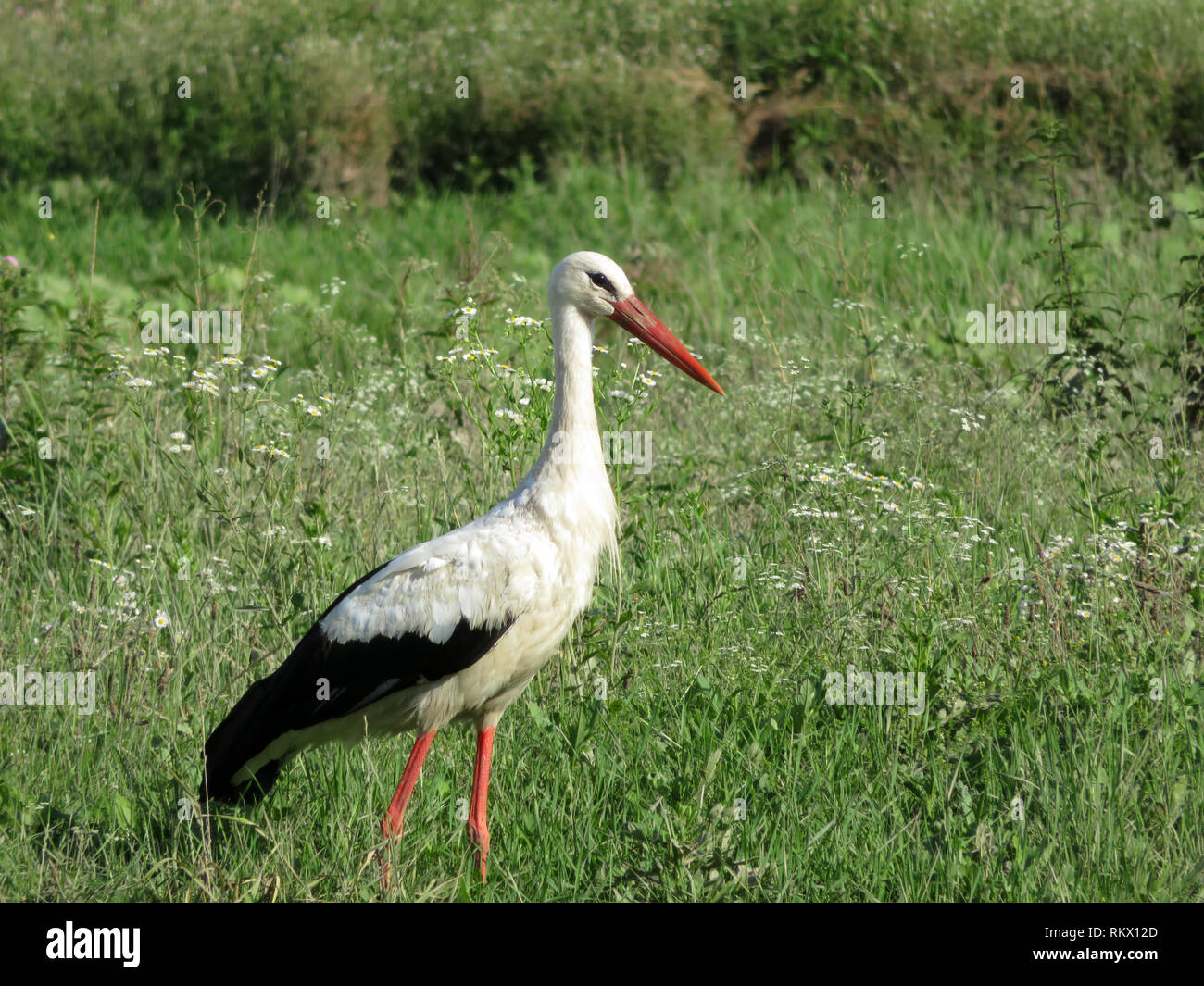 Cigogne Blanche marcher dans une herbe verte sur un marais. Stork (Ciconia ciconia) dans la nature sauvage Banque D'Images