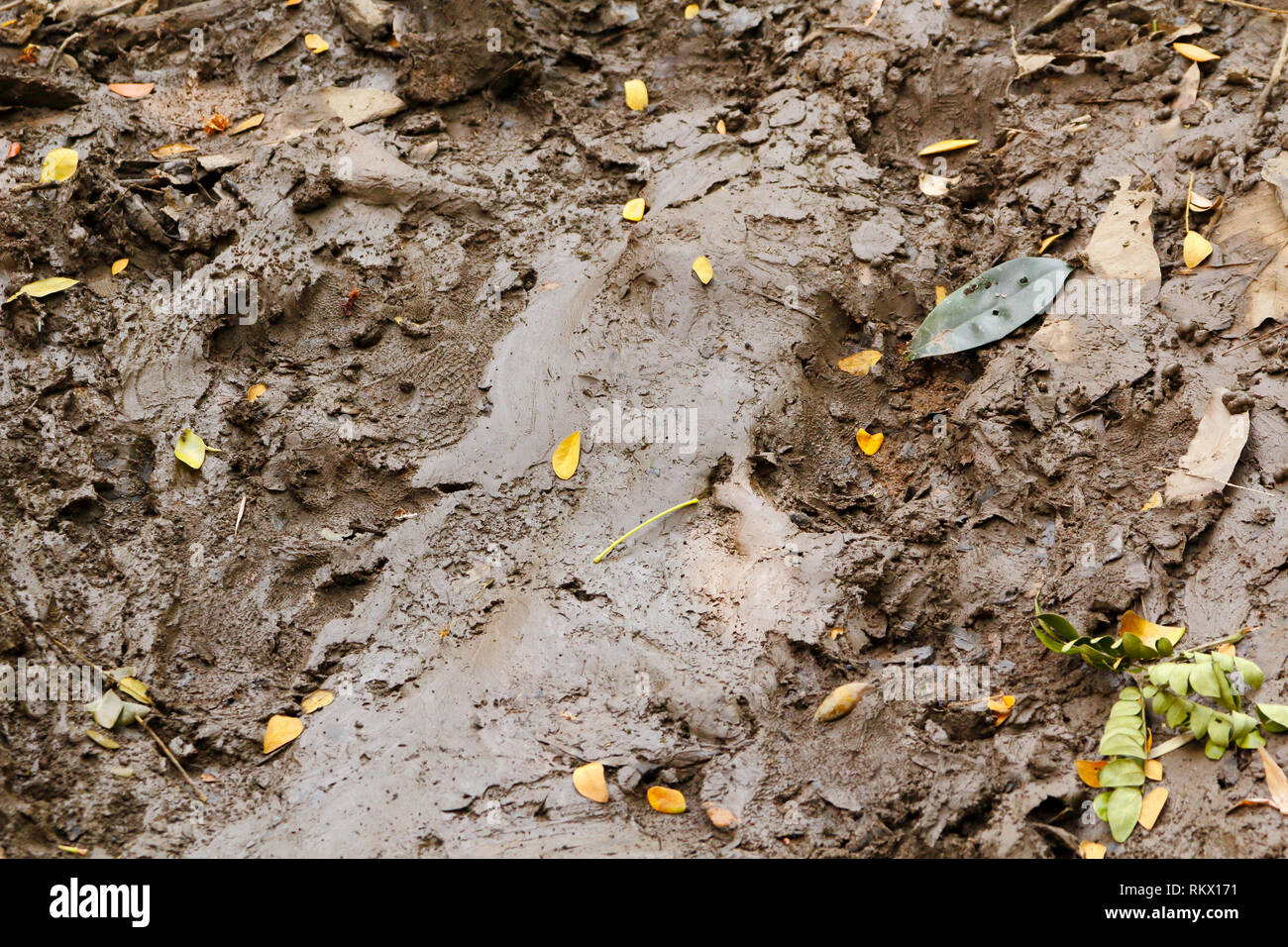 Peau de crocodile d'eau douce et l'empreinte de pied sur la boue Banque D'Images