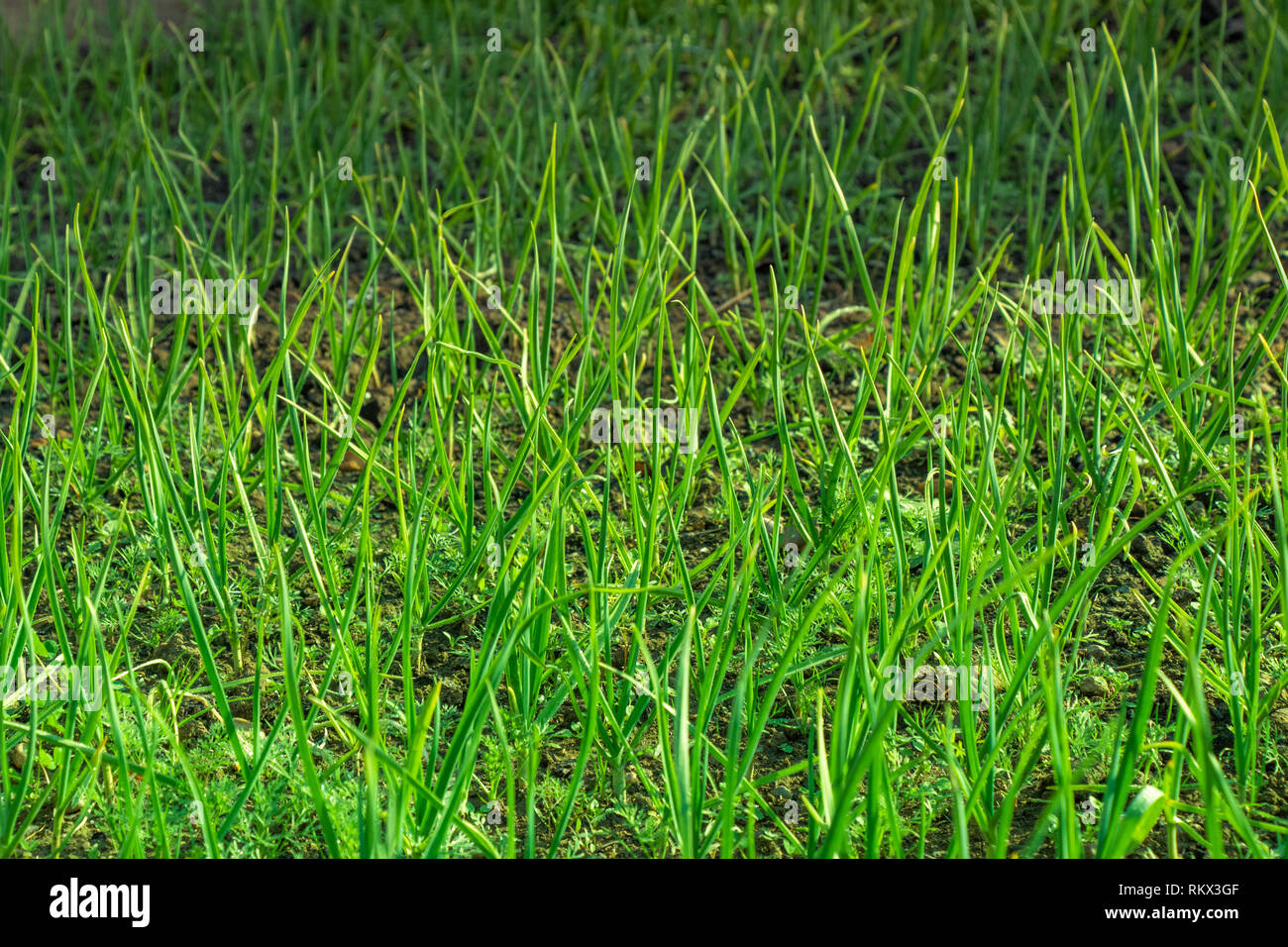 Close-up of growing green onion plantation dans le potager Banque D'Images