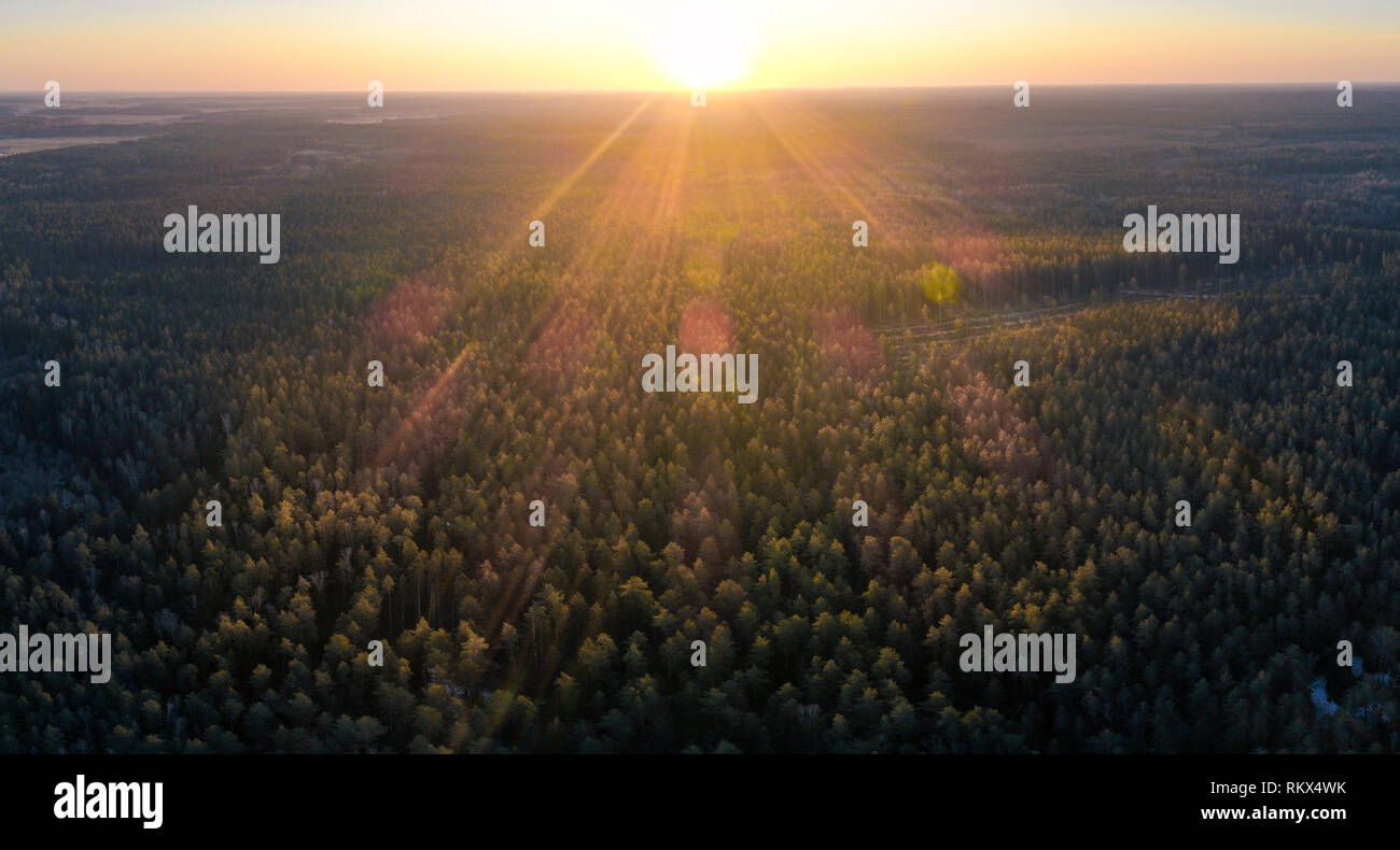 Coucher du soleil dans la forêt de l'antenne Banque D'Images