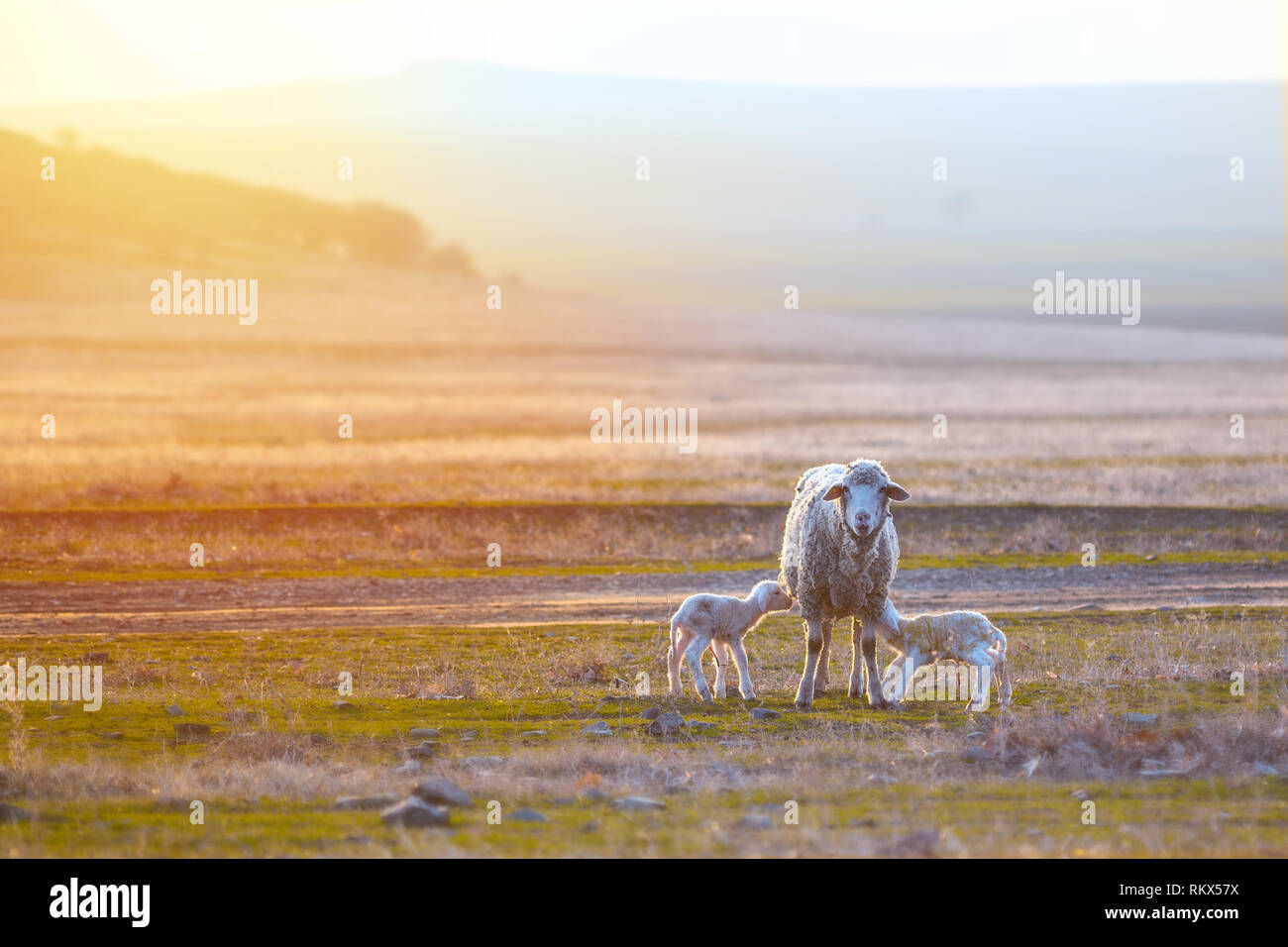 Deux agneaux nouveau-nés avec la mère des moutons paissant dans une prairie aride sur printemps journée ensoleillée avec place pour le texte Banque D'Images
