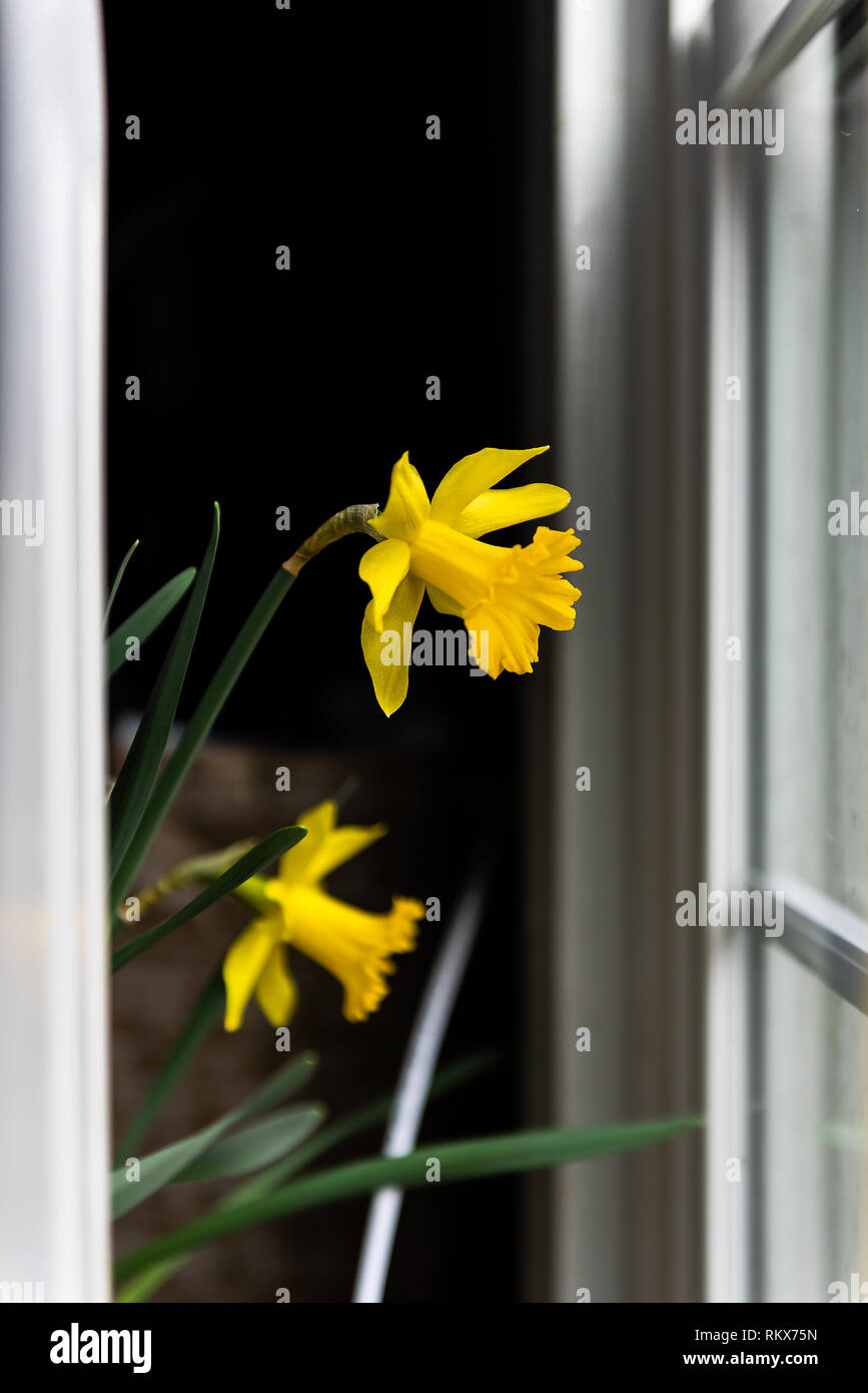 Deux fleurs d'ossature à l'intérieur jaune jonquille à l'intérieur de la  chambre à la fenêtre d'accueil par l'extérieur à la lumière du soleil au  printemps Photo Stock - Alamy