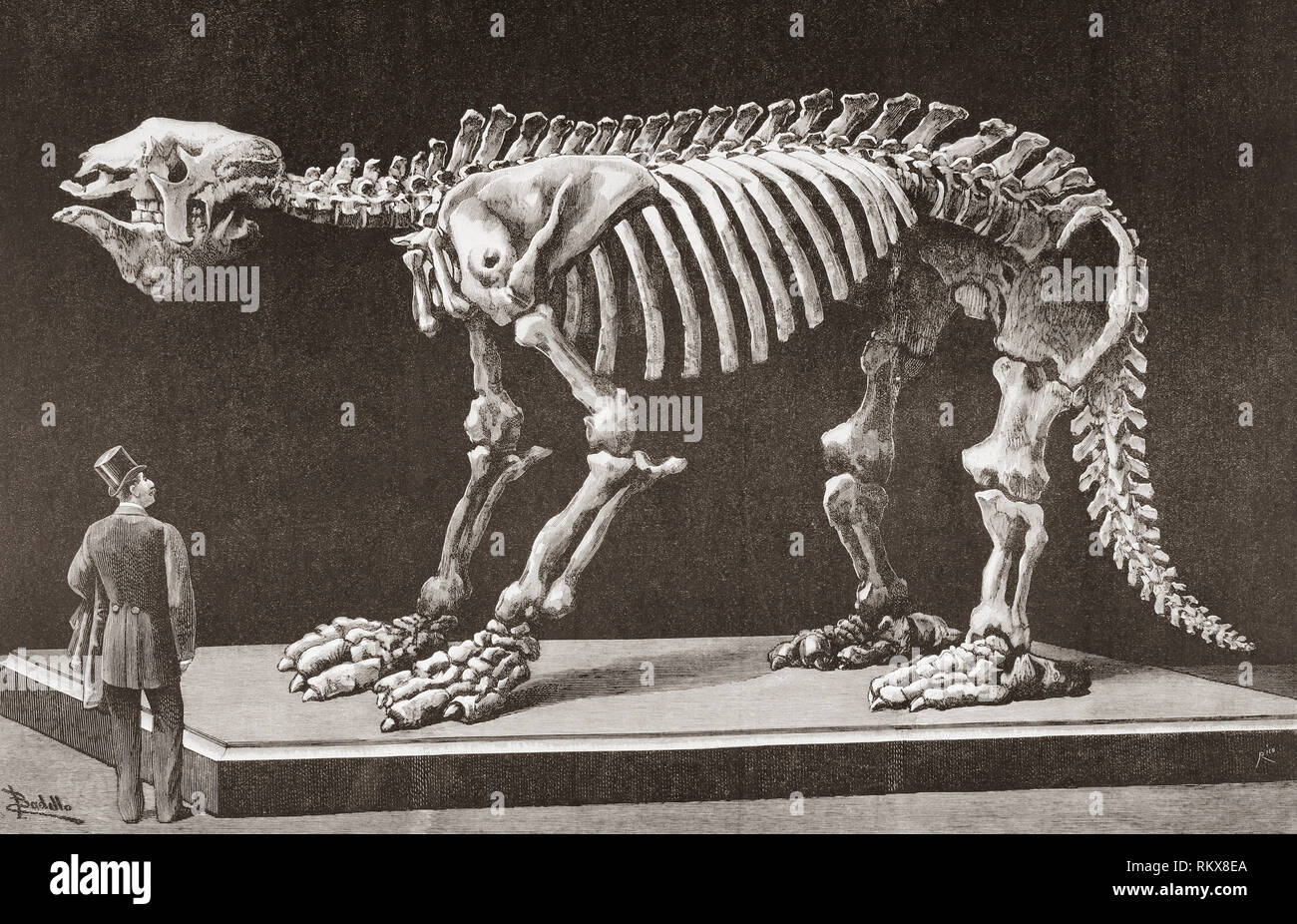 Megatherium americanum, Musée des Sciences Naturelles, Madrid, vu ici à la fin du xixe siècle. La première Megatherium découvert en Argentine en 1788 a été le premier squelette animal préhistorique monté en 1795. De la Ilustracion Espanola y Americana, publié en 1892. Banque D'Images