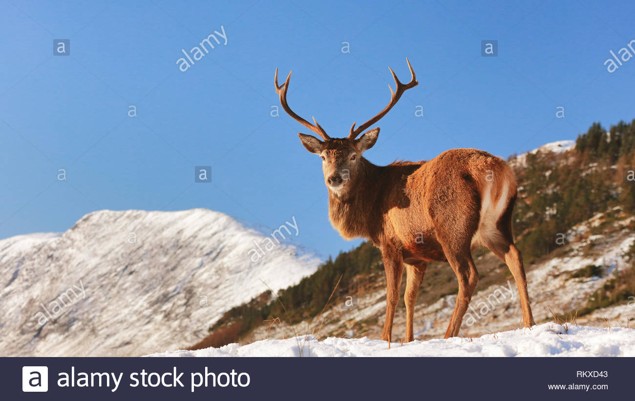 Scottish Red Deer Stag debout sur un paysage couvert de neige dans les highlands écossais. Banque D'Images