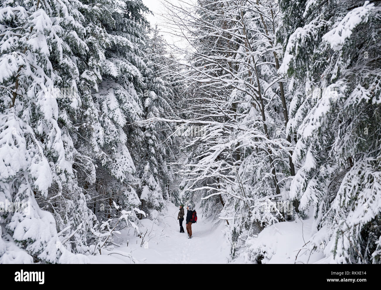 Jeune couple à la recherche d'équipement de randonnée à la neige a couvert les arbres tout en en randonnée ensemble dans une forêt en hiver Banque D'Images