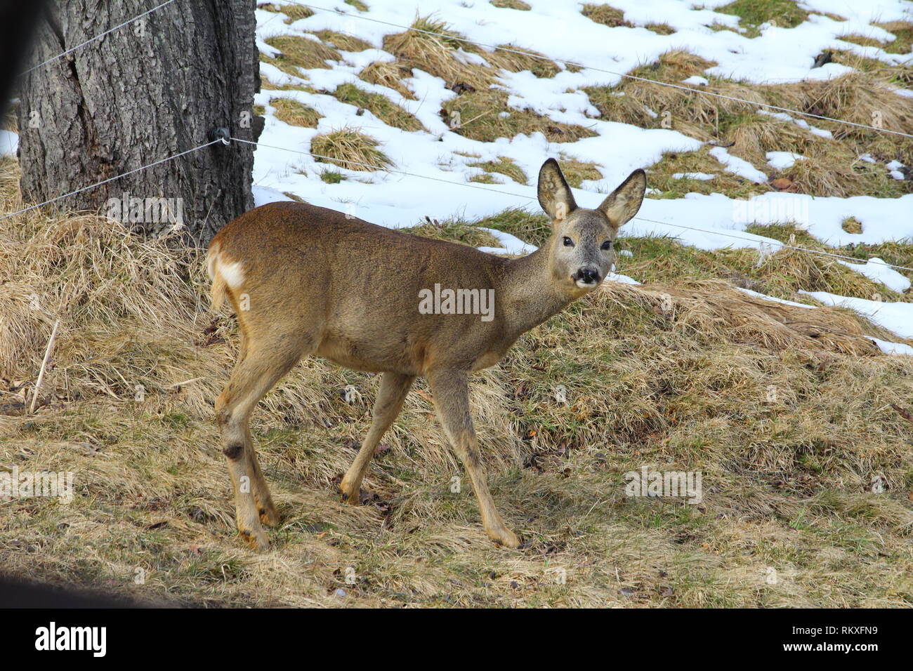 Les chevreuils près de Liberec, République Tchèque Banque D'Images