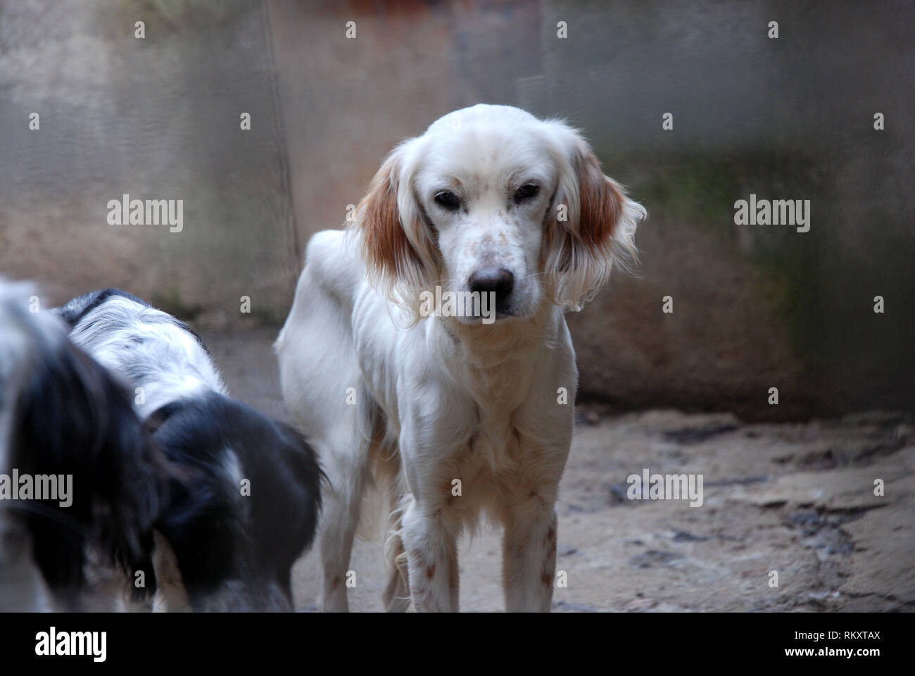 Pistolet setter chiens affamés et mince alors ils sont plus prêts au cours de la chasse Banque D'Images