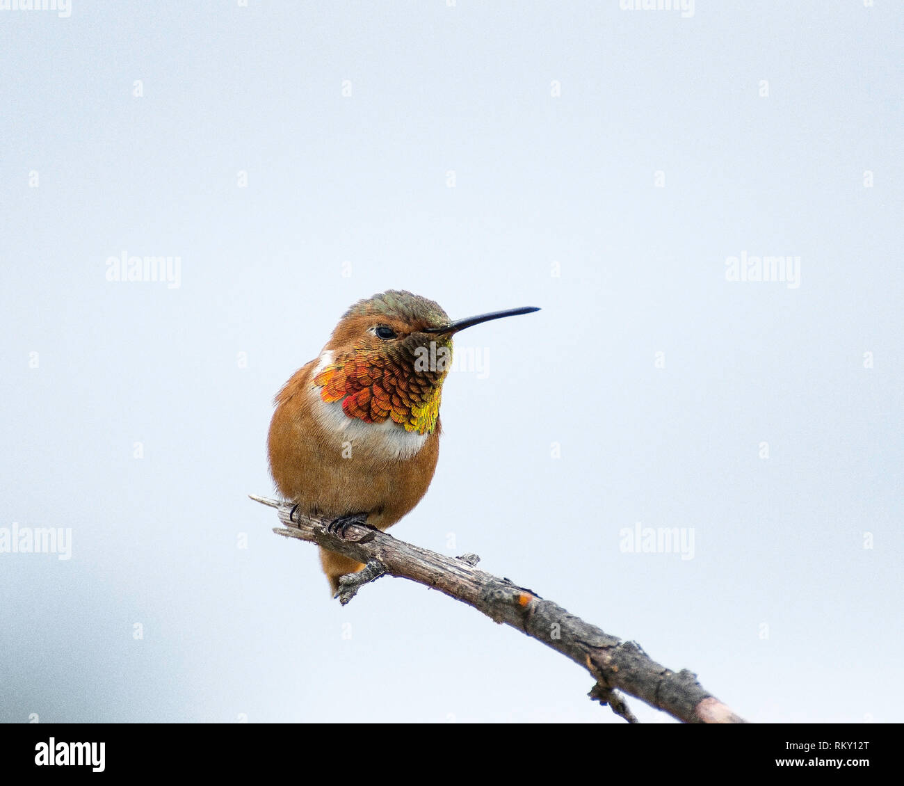 Allen (colibri Selasphorus sasin) est perché sur une branche à l'Supulveda la Réserve de faune du bassin, Van Nuys, CA, USA. Banque D'Images