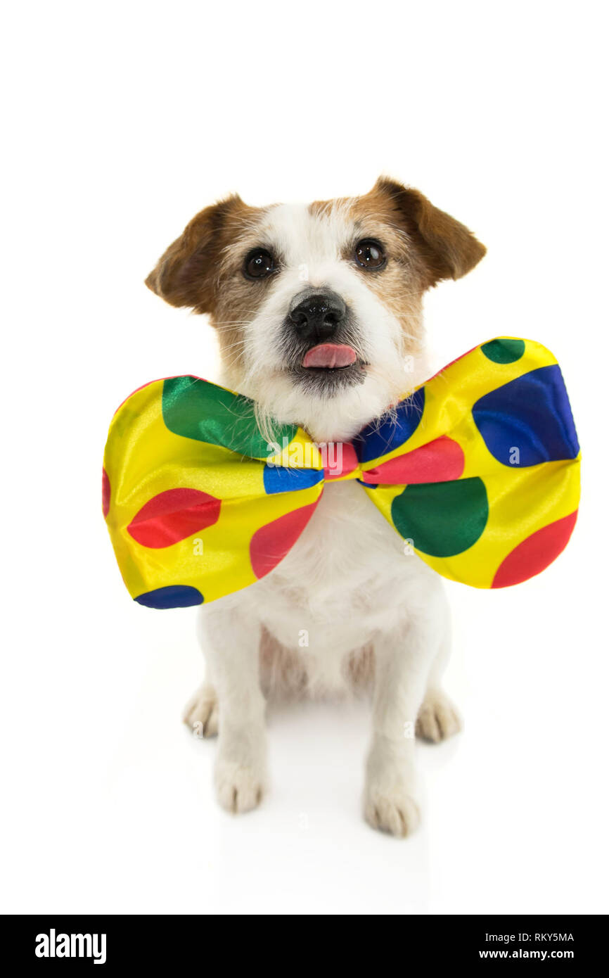 FUNNY DOG habillé en clown. JACK RUSSELL PORTANT UN NŒUD papillon coloré. Isolés CONTRE FOND BLANC POUR CARNAVAL OU HALLOWEEN. Banque D'Images