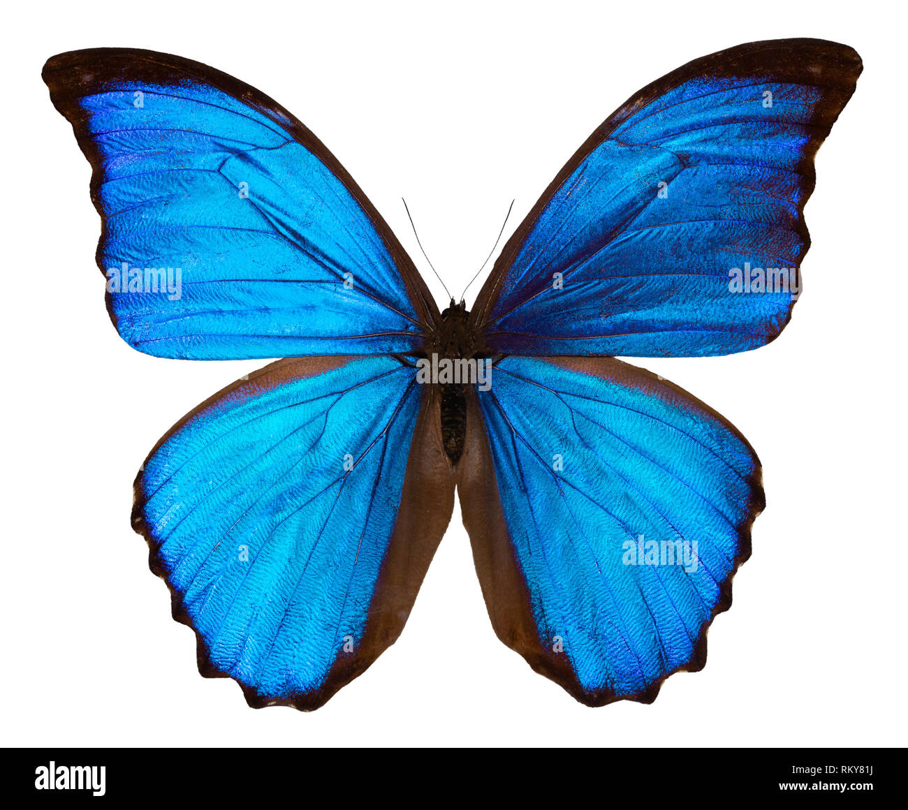 Beau papillon bleu isolé sur fond blanc avec clipping path.. DIDUS MORPHO. Banque D'Images