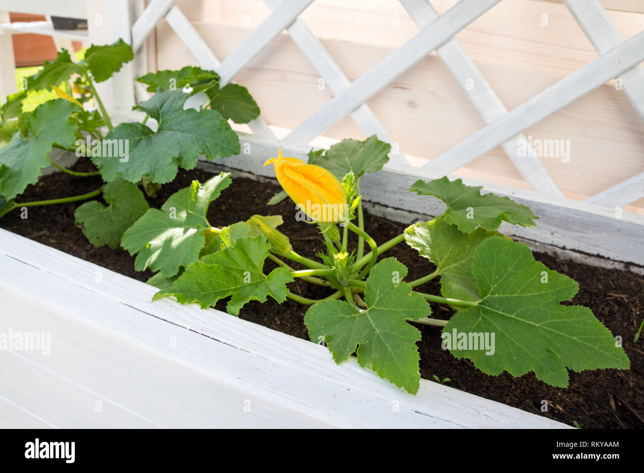 Courgettes en fleurs plante en Lever lit. Banque D'Images