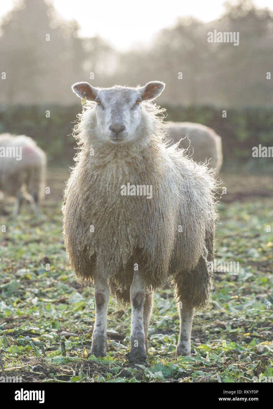 Face au Champ des moutons blancs, Derbyshire Rowsley. Banque D'Images