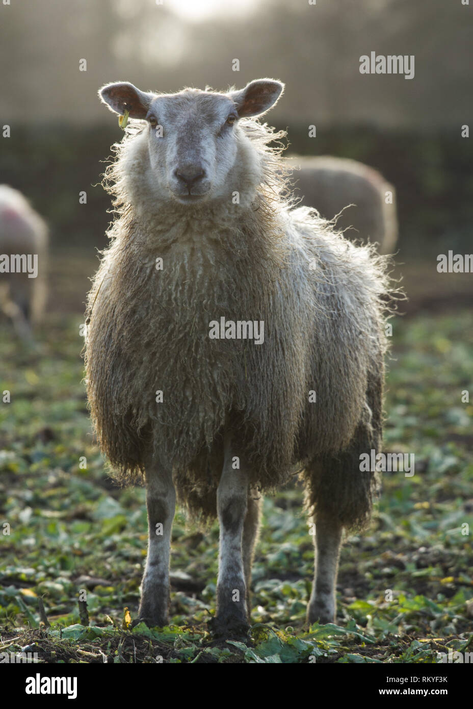 Face au Champ des moutons blancs, Derbyshire Rowsley. Banque D'Images