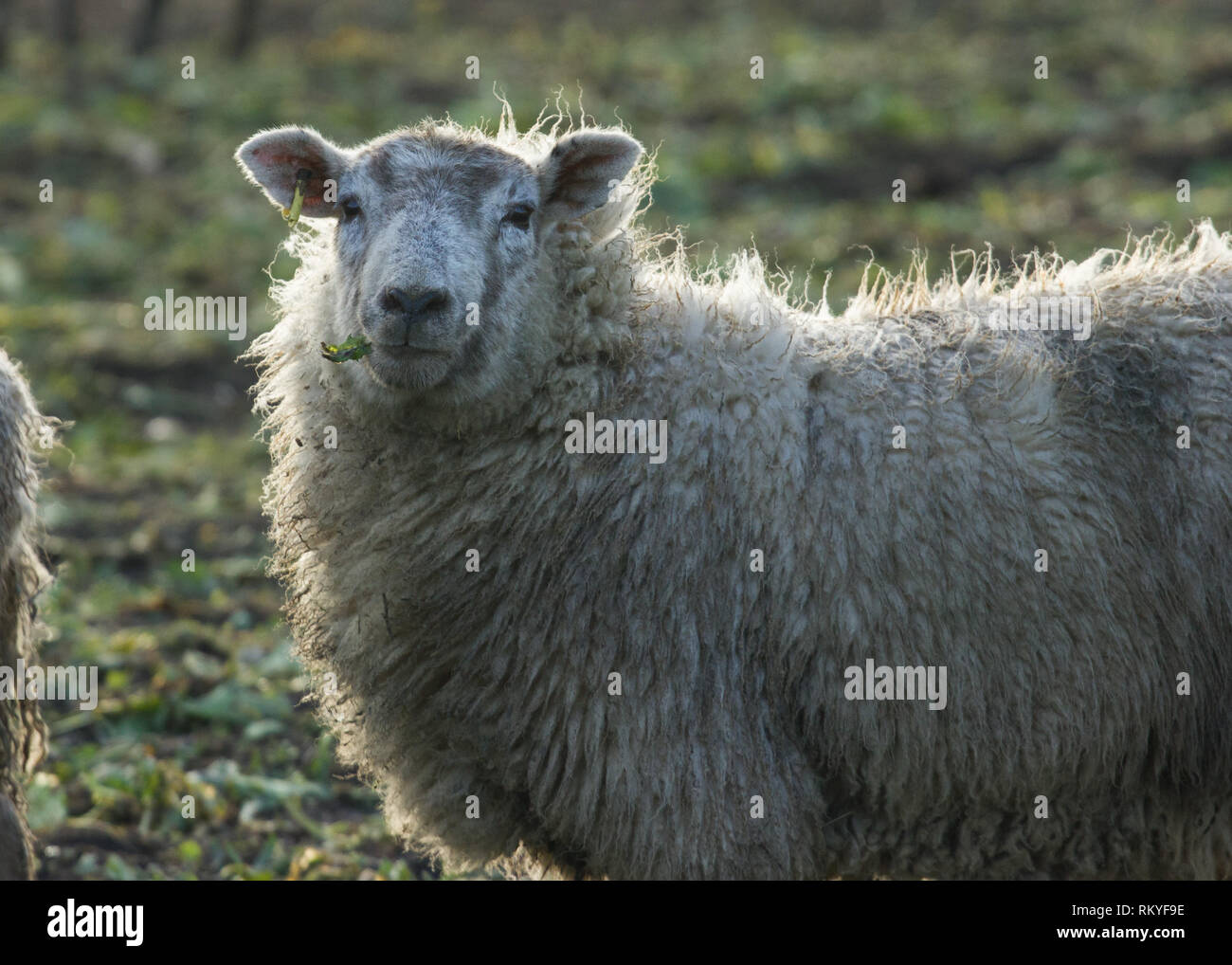 Face au Champ des moutons blancs, Derbyshire Rowsley. Banque D'Images