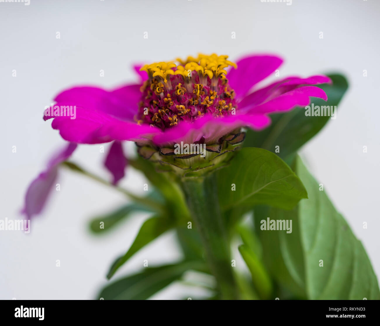 Close-up détail d'un outsidepride violet fleur Zinnia elegans dahlia dans jardin Banque D'Images