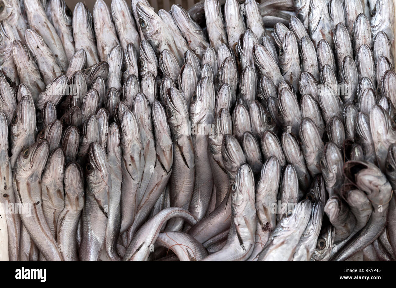 Des fruits de mer en vente sur le port de pêche du Maroc. Banque D'Images