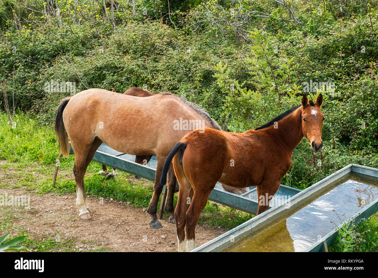 Les chevaux sauvages de l'eau potable Banque D'Images