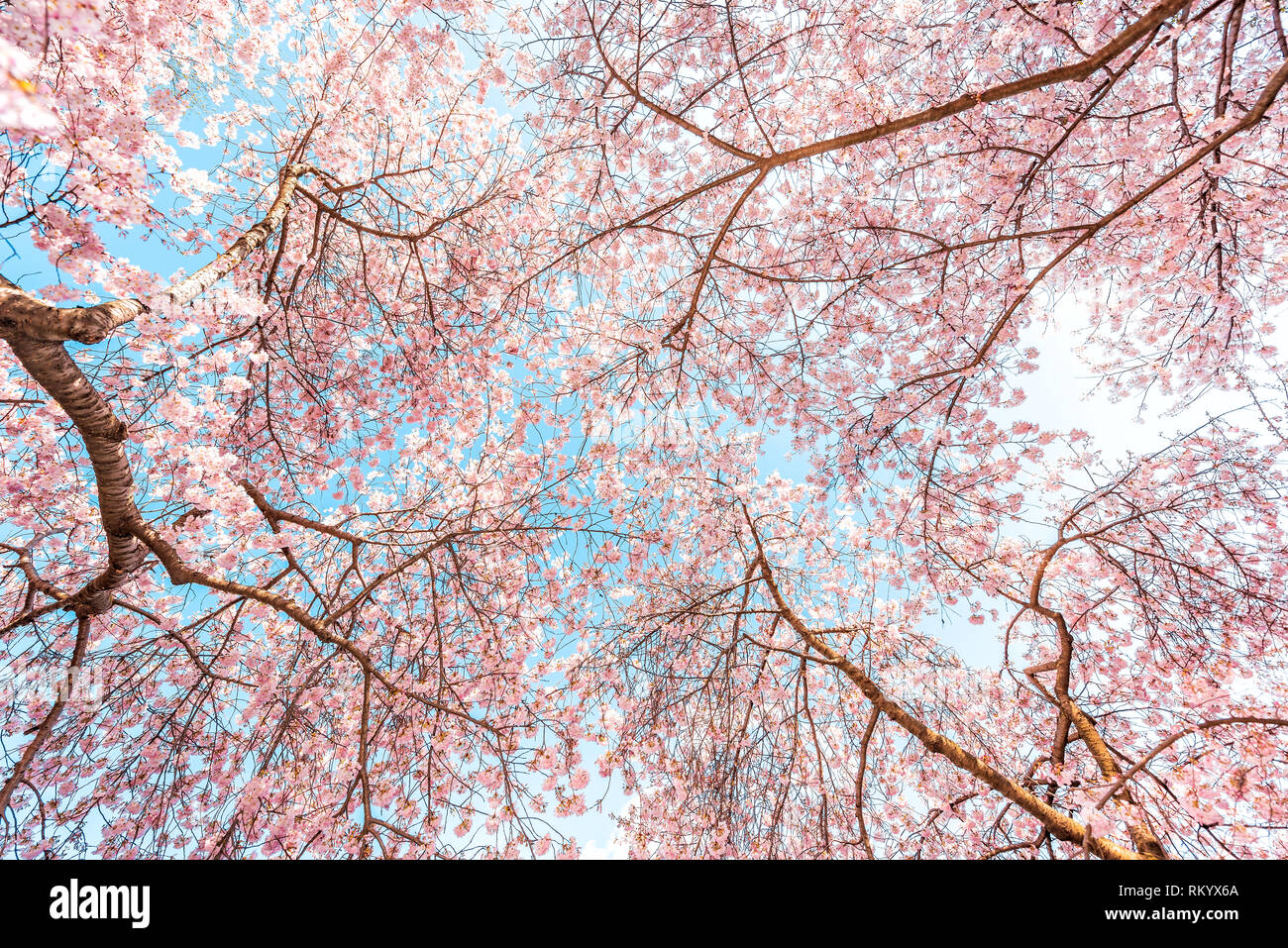 Jusquà La Rose à Fleur De Cerisier Sakura Arbres Isolés