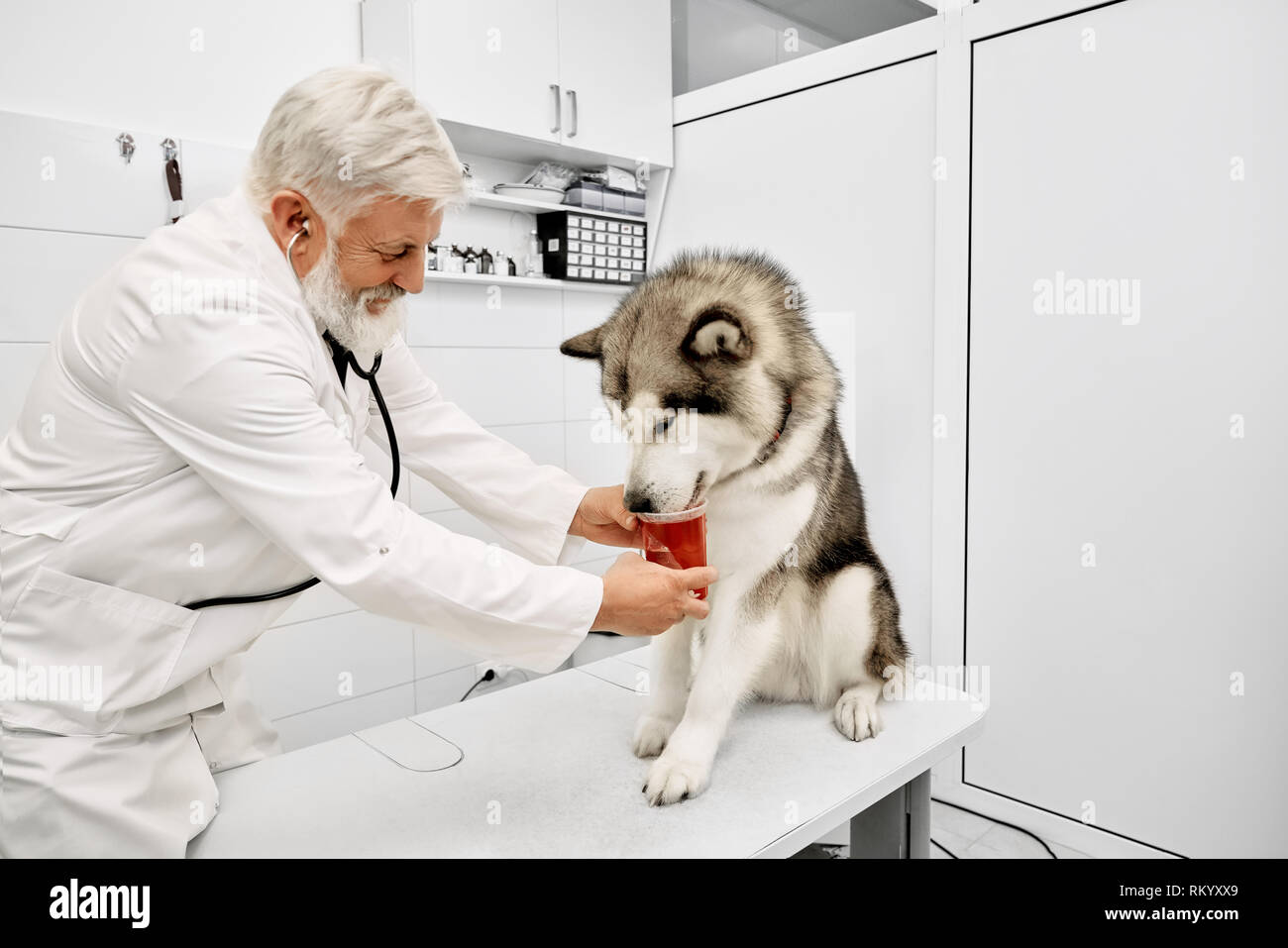 Personnes âgées et médicaments médecin vétérinaire au patient, à la recherche vers le bas. Belle Alaskan Malamute assis sur le tableau blanc. Examen de l'animal en clinique vétérinaire moderne et professionnel. Banque D'Images