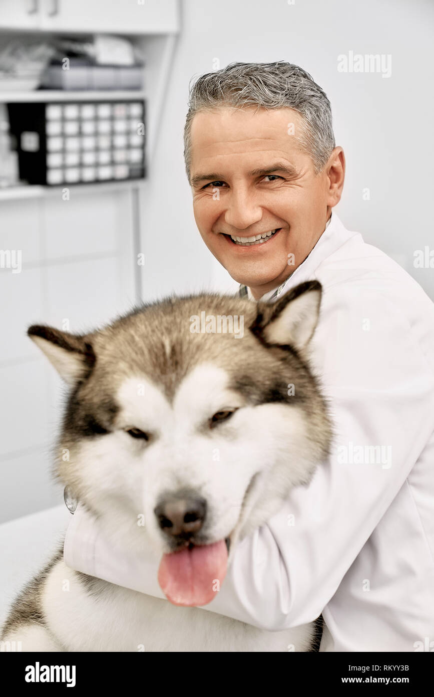 Mature beau médecin vétérinaire hugging gros chien, looking at camera et souriant. Vétérinaire posant avec beau malamute d'Alaska en cabinet médical de clinique vétérinaire. Banque D'Images