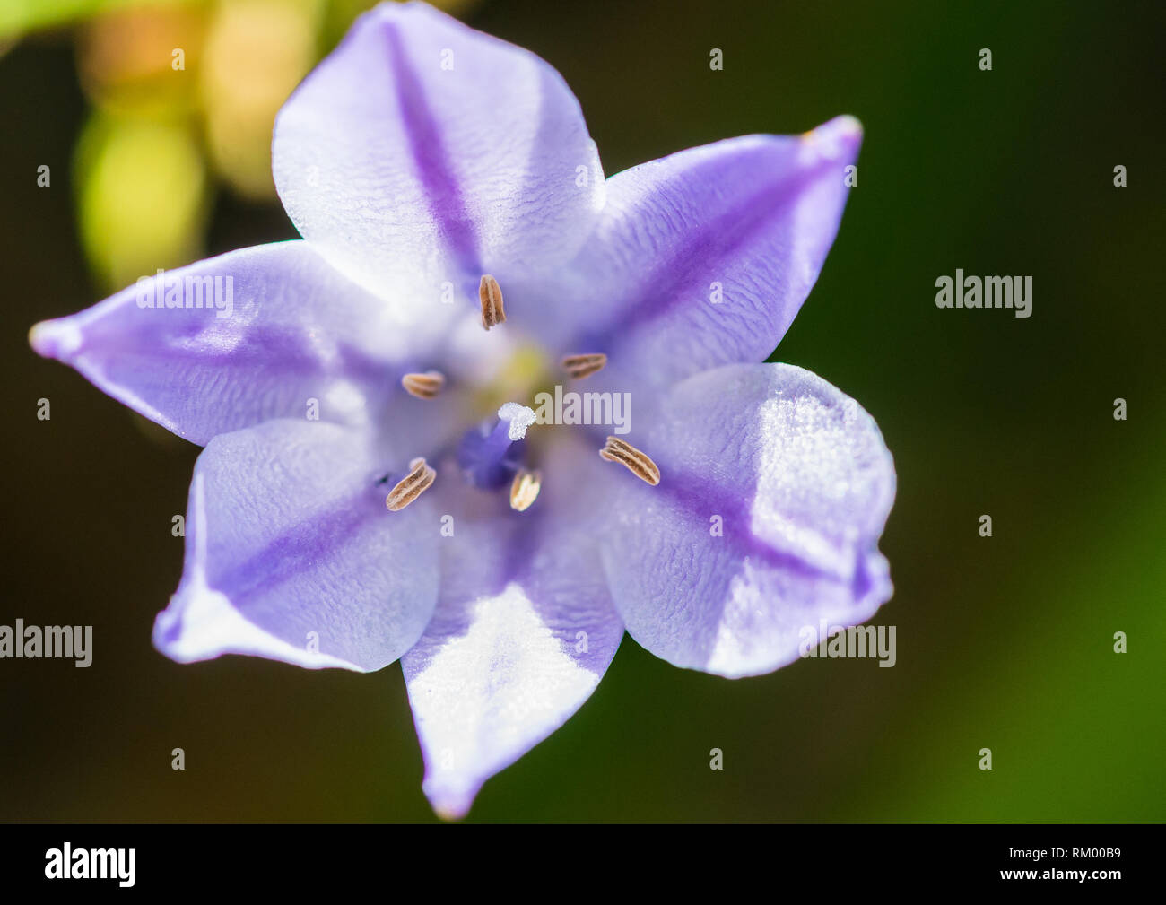 Un plan macro sur une fleur triteleia laxa. Banque D'Images