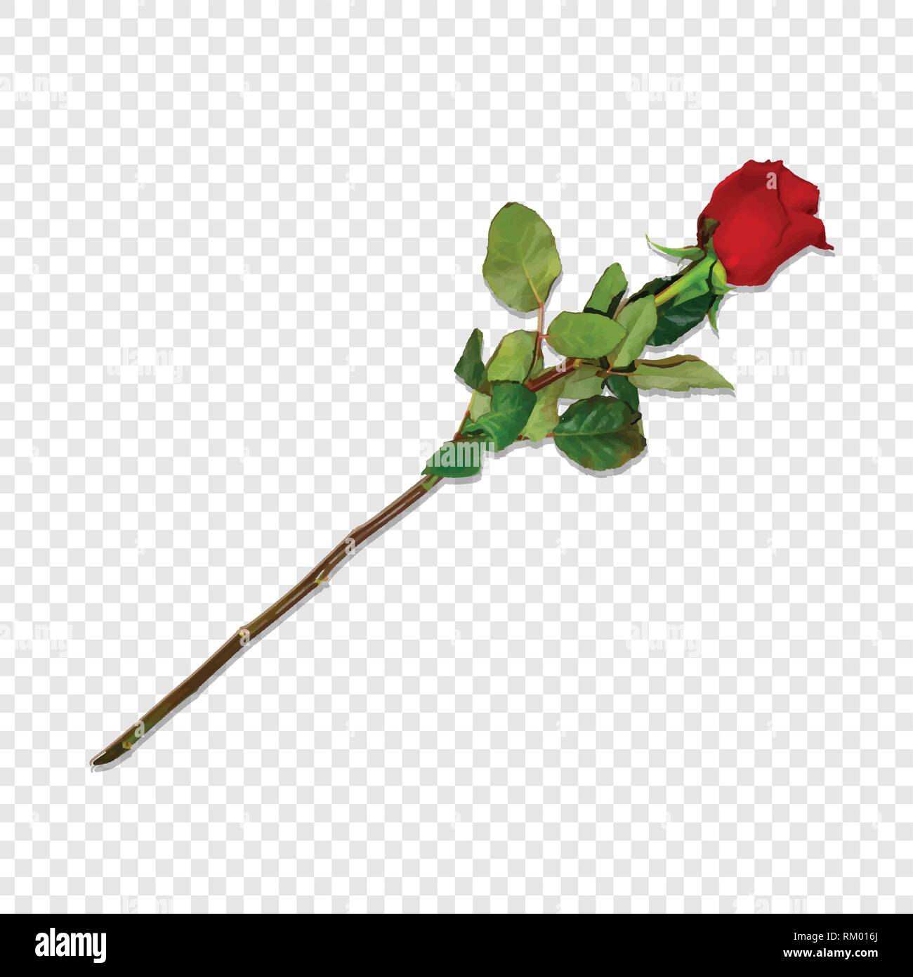 Photo Réaliste Très Détaillées Sur La Rose Rouge Longue
