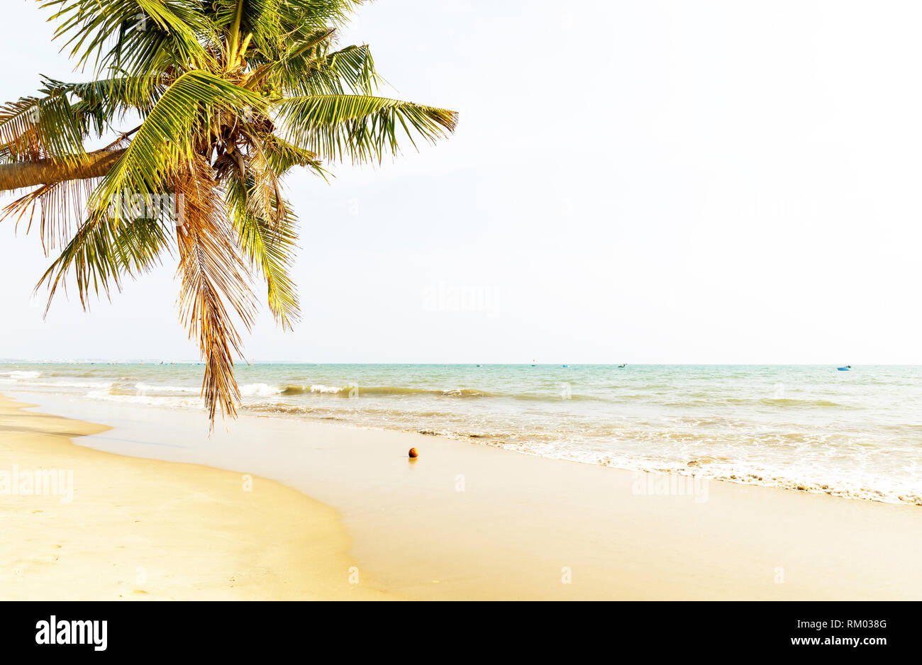 Palmiers au bord de mer de sable ensoleillée au Vietnam Banque D'Images