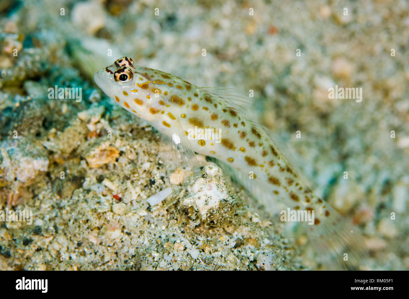 Shrimpgoby Silverspot, Ctenogobiops maculosus, à l'entrée du trou sur le sable, Colada Pintu, site de plongée Détroit de Lembeh, Sulawesi, Indonésie Banque D'Images