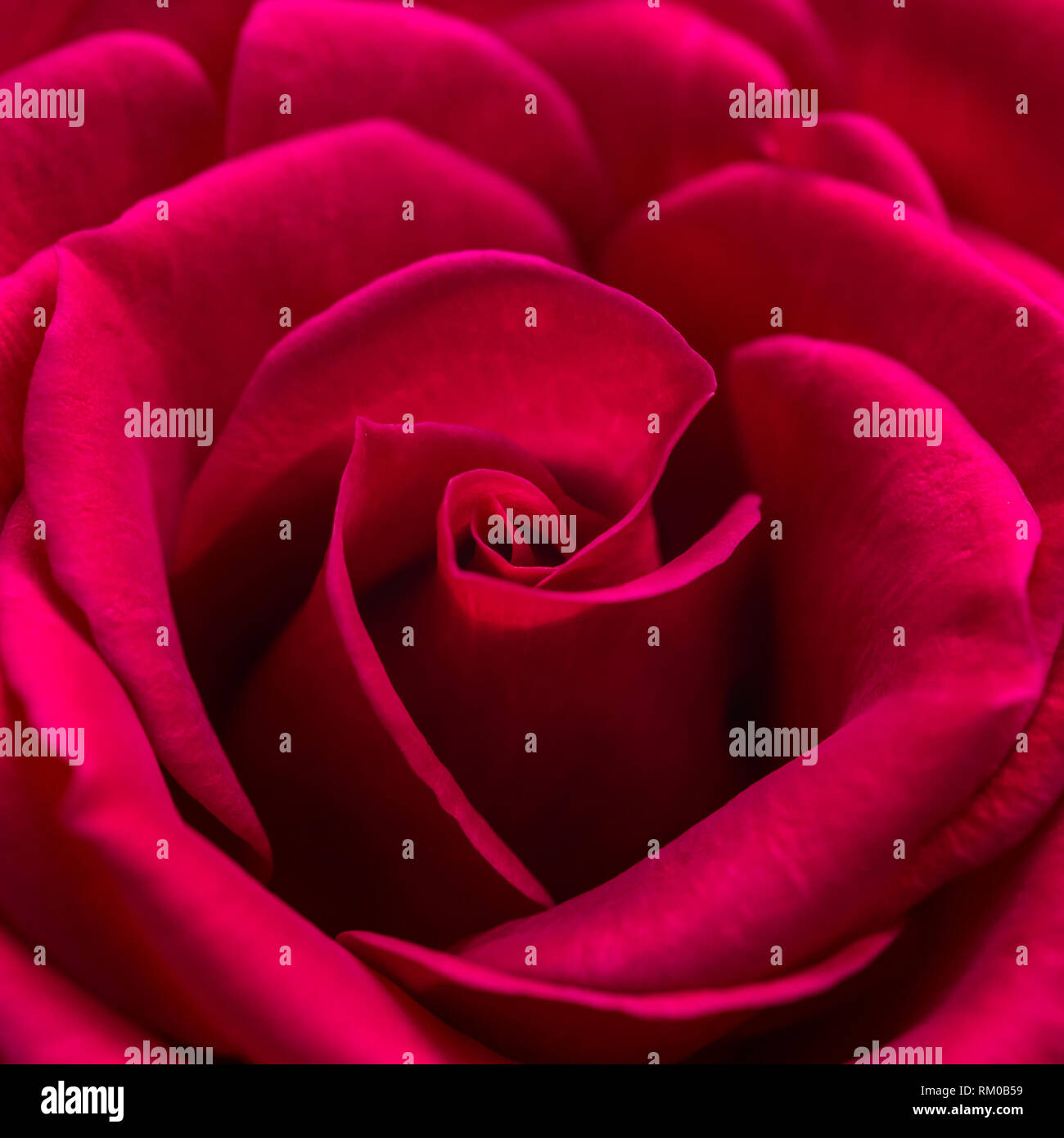 Un plan macro sur une belle rose rouge. Banque D'Images